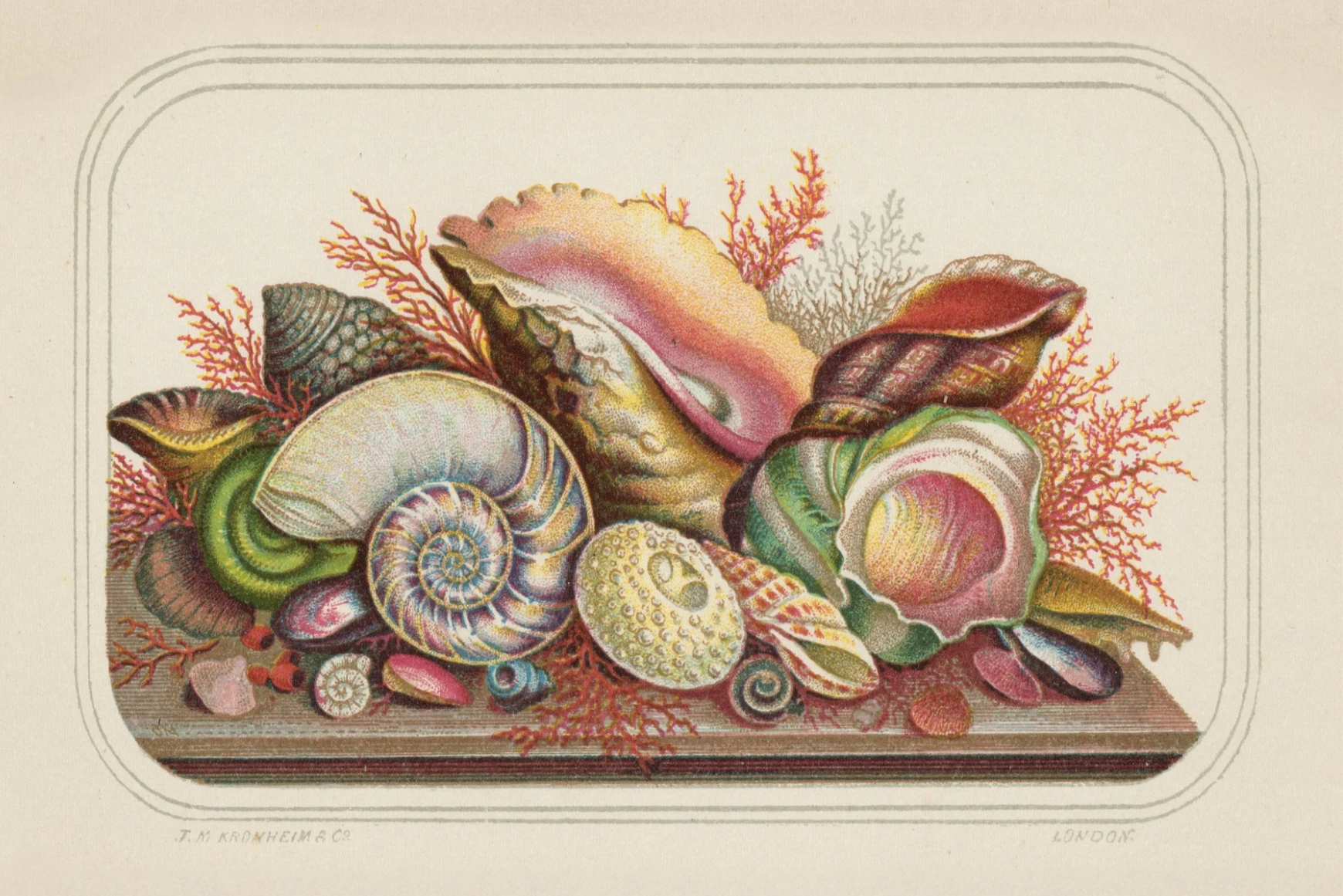 Seashell themed gift wrap with antique seashell images from Caldwell’s Miscellaneous Fancy Goods