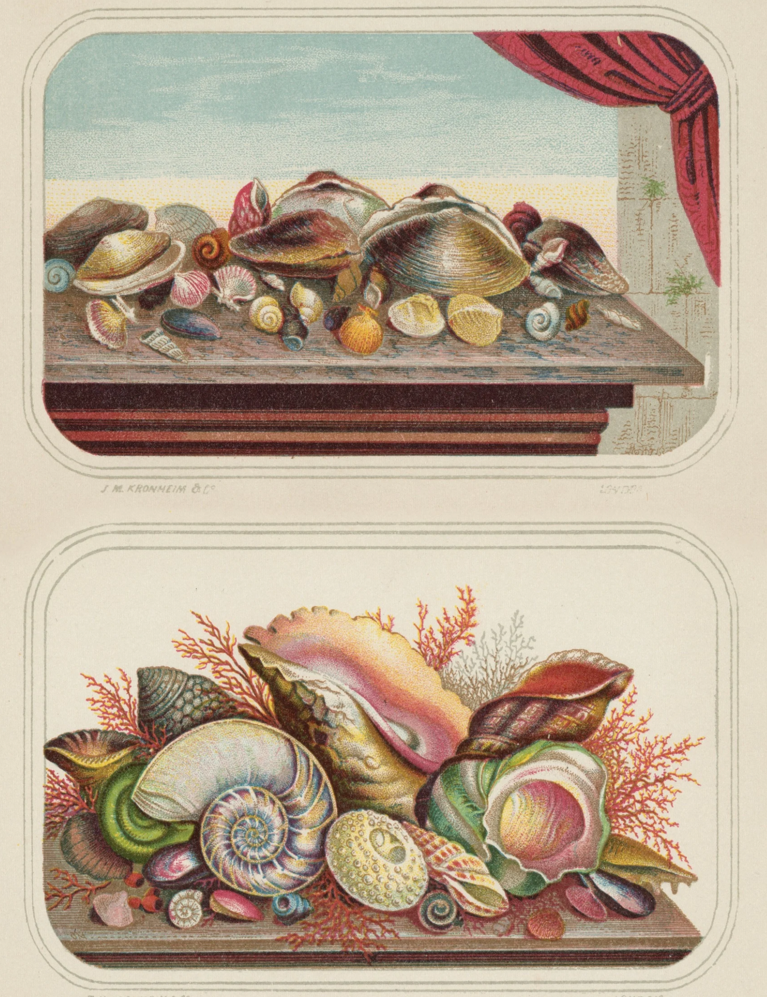 Seashell themed gift wrap with antique seashell images from Caldwell’s Miscellaneous Fancy Goods