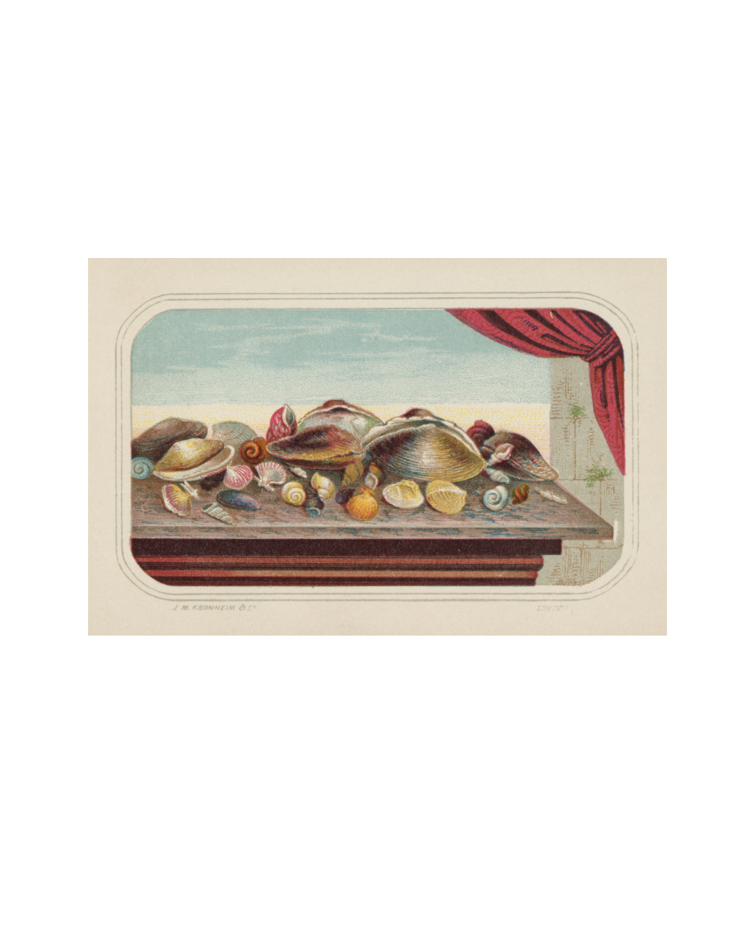 Postcard by Caldwell’s Miscellaneous Fancy Goods featuring antique print of seashells on a table with a red curtain to the side
