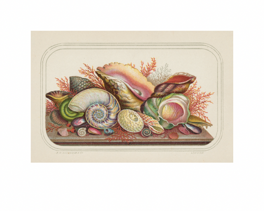 Postcard by Caldwell’s Miscellaneous Fancy Goods featuring antique print of seashells, seaweed, and coral on a table 