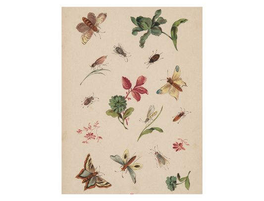 Illustration of butterflies and insects on a beige background