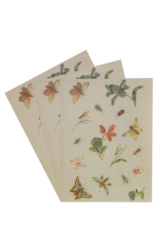 Two vintage sheets of paper with floral and insect illustrations on a white background