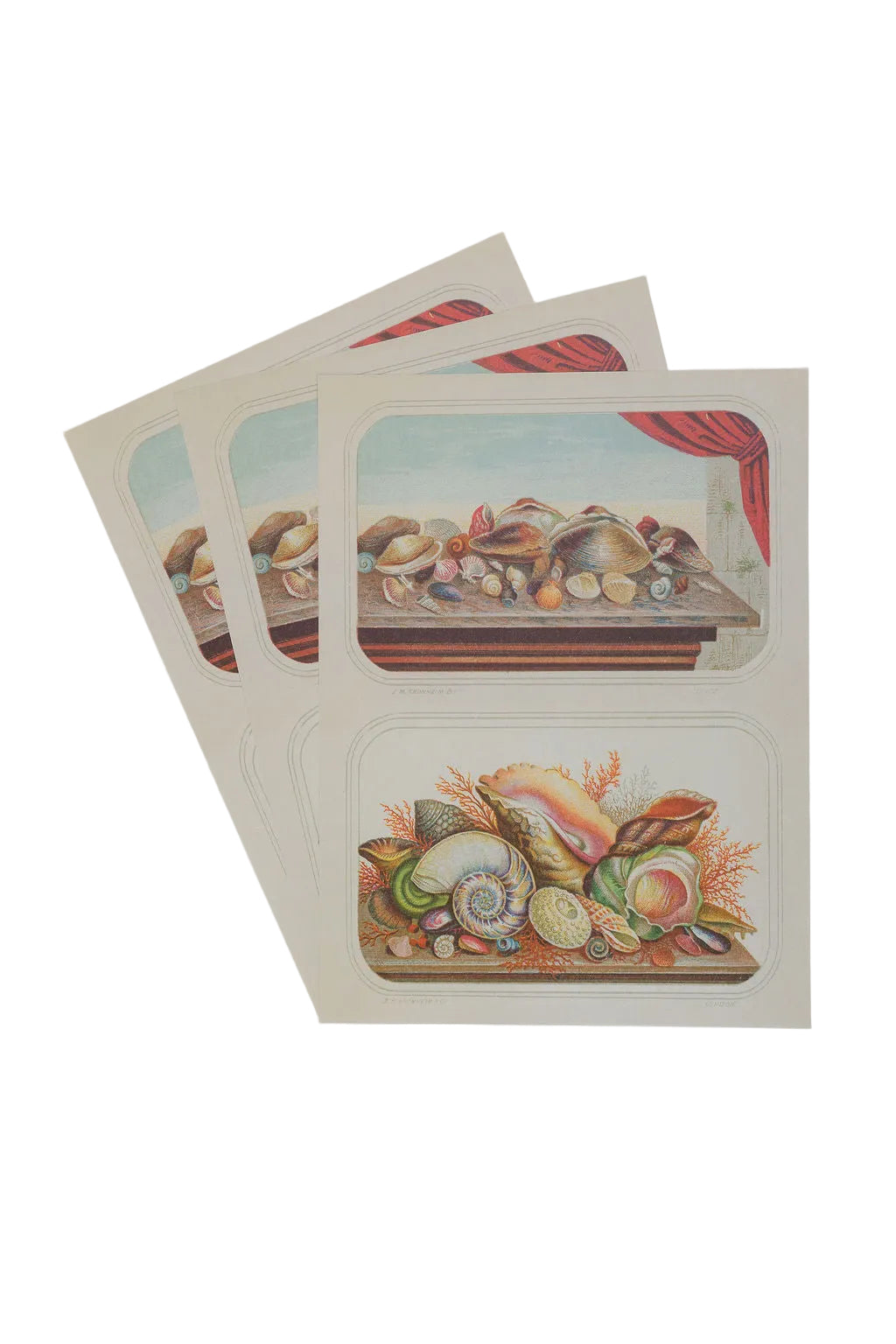 Three vintage-style decorative paper sheets with illustrations of seashells on a white background