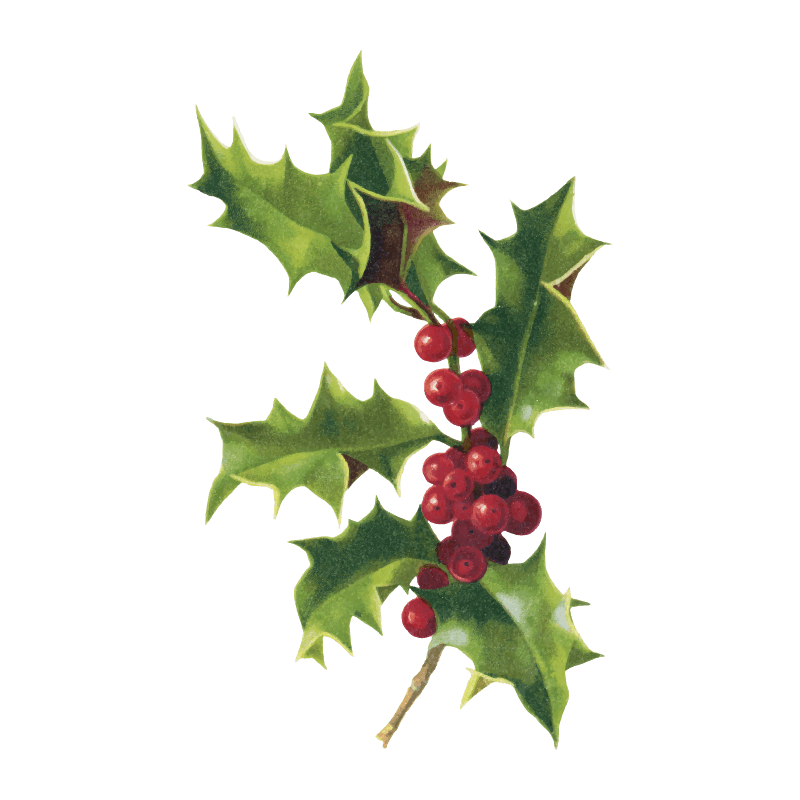 Holly leaves and berries Vintage Christmas gift wrap