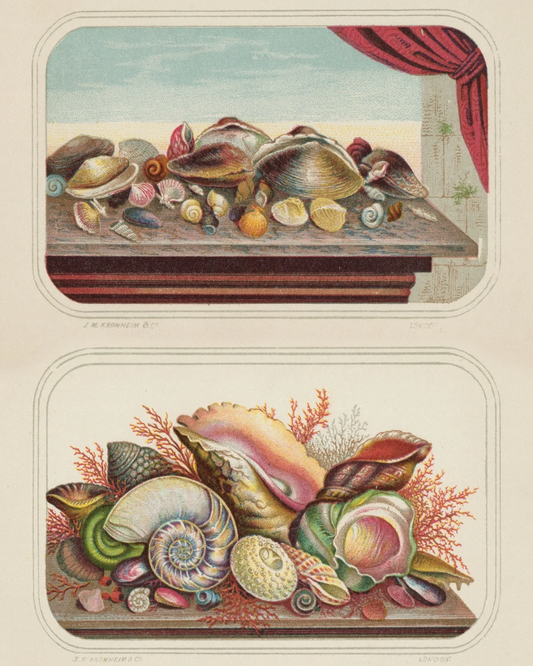 Seashell themed gift wrap with antique seashell images from Caldwell’s Miscellaneous Fancy Goods 