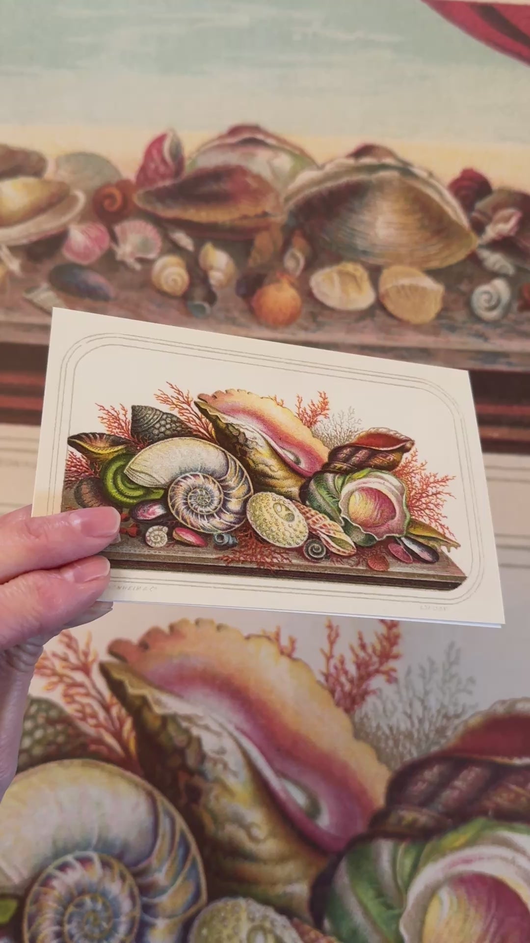 Video of Caldwell’s postcards with seashells